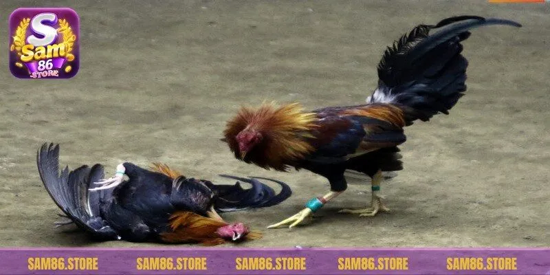 Đá gà cựa tròn được nhiều game thủ truy cập