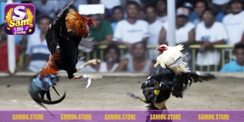 Đá gà Mỹ là trò đặt cược đặc sắc tổ chức tại các đấu trường lớn